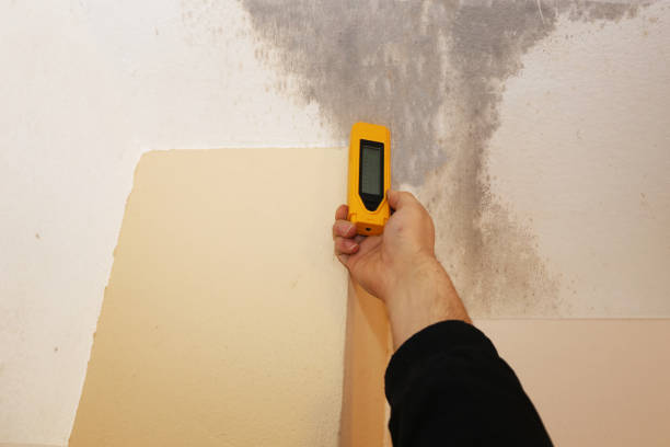 Best Dehumidification Services  in Forest Lake, MN