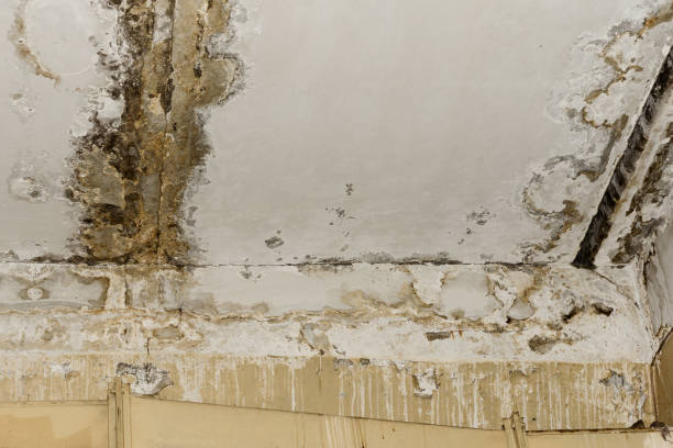 Best Mold-Related Health Consultation  in Forest Lake, MN