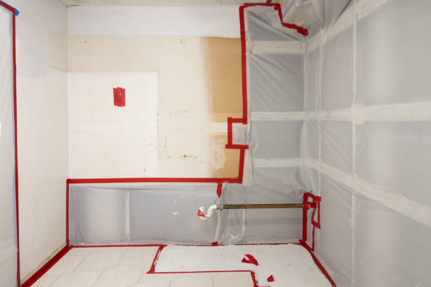 Best Attic Mold Removal  in Forest Lake, MN