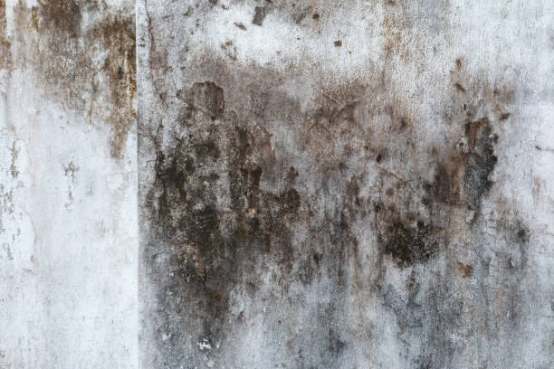 Reliable Forest Lake, MN Mold Removal Solutions