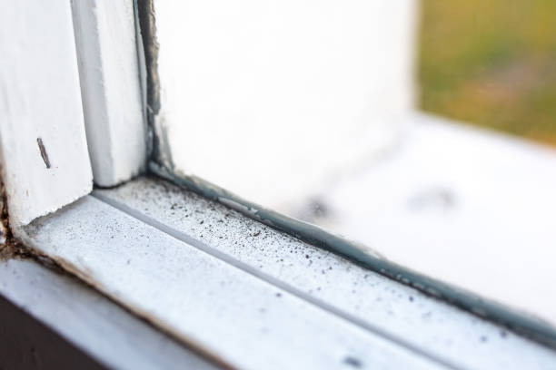 Best Mold Removal for HVAC Installations  in Forest Lake, MN