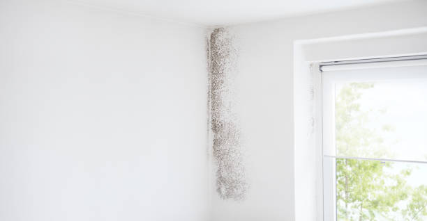 Best Mold Damage Restoration  in Forest Lake, MN