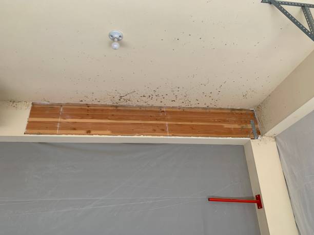 Best Commercial Mold Inspection  in Forest Lake, MN