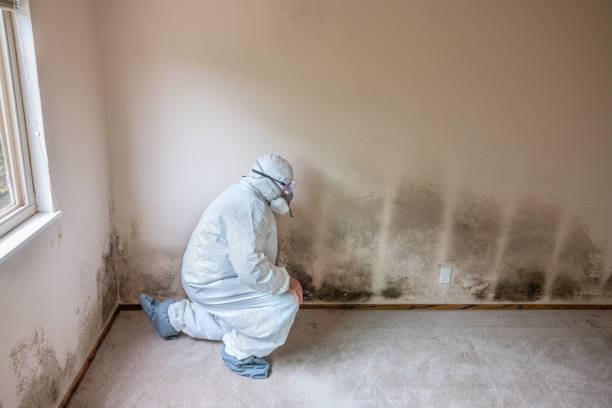 Best Environmental Consulting for Mold Prevention  in Forest Lake, MN
