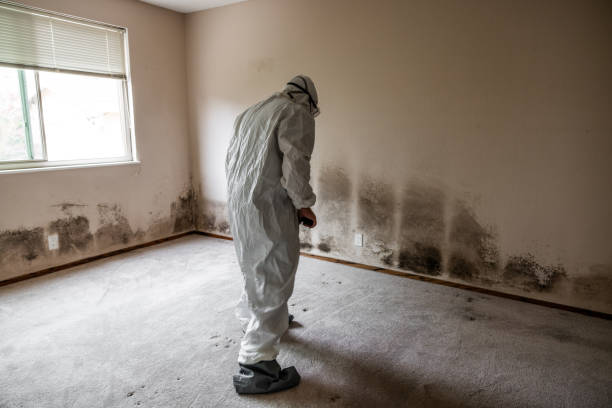 Best Comprehensive Air Testing for Mold Contaminants  in Forest Lake, MN
