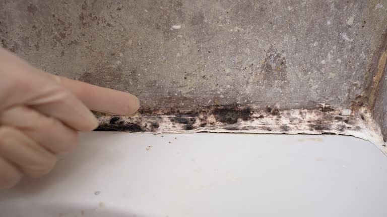  Forest Lake, MN Mold Removal Pros